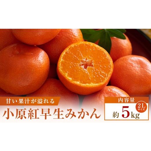 ふるさと納税 果物類 みかん 香川県 高松市 先行受付2026年 大収穫祭・特別企画 小原紅早生みかん「ちょっと大きな2Lサイズ」約5kg