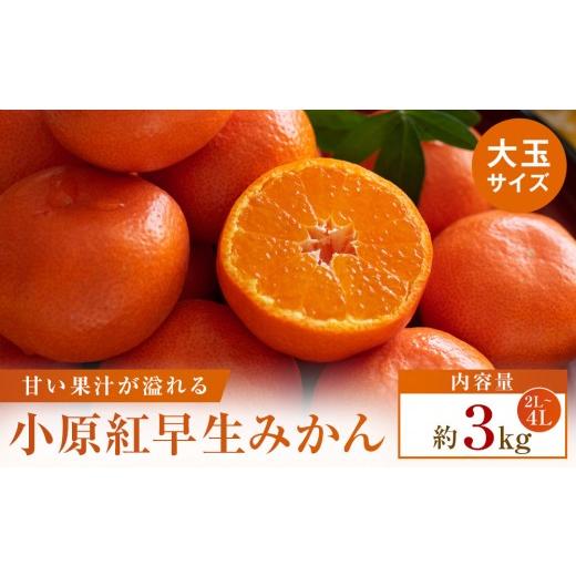 ふるさと納税 果物類 みかん 香川県 高松市 先行受付2026年 小原紅早生みかん(金時紅)大玉サイズ 約3kg