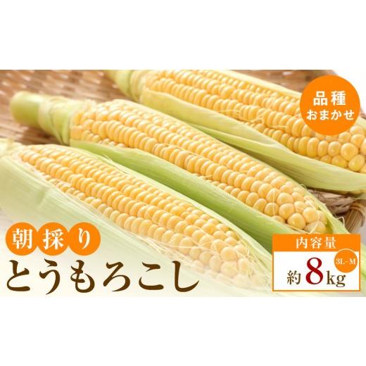 ふるさと納税 とうもろこし 香川県 高松市 5月31日までの期間限定価格 朝採り とうもろこし(品種おまかせ)約8kg