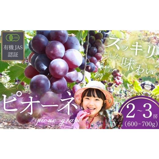 ふるさと納税 ぶどう 山口県 宇部市 ぶどう 先行予約 ぶどうの房 2〜3房(600〜700g) 2026年産 ぶどう ブドウ 葡萄 ピオーネ ぴおーね ぶどうの房 房 果物 く…