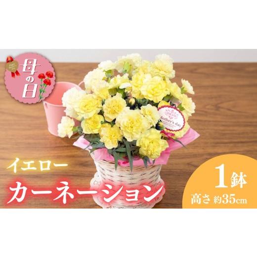 ふるさと納税 雑貨・日用品 花 静岡県 藤枝市 先行予約 母の日に カーネーション 鉢植え5号 イエロー 黄色 花 ギフト 贈り物 お祝い 植物 季節 生花 フラワ…