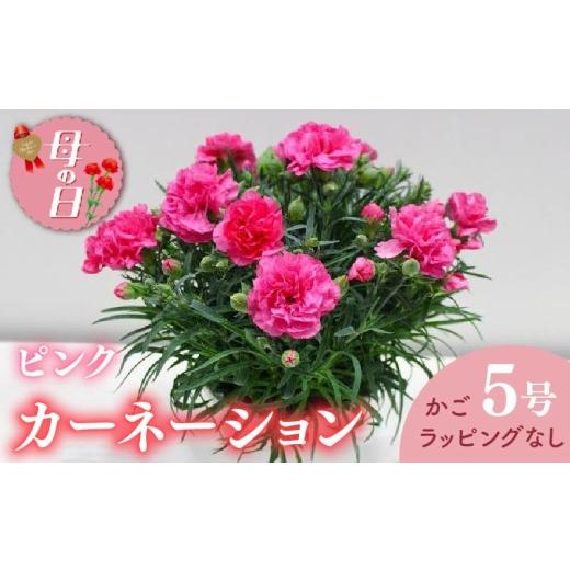 ふるさと納税 雑貨・日用品 花 静岡県 藤枝市 先行予約 母の日に カーネーション ピンク 鉢植え 5号 かご・ ラッピングなし 花 ギフト 贈り物 お祝い 植物 …