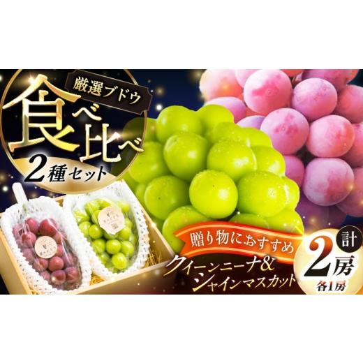 ふるさと納税 ぶどう マスカット 島根県 雲南市 先行予約:2026年8月中旬より発送 贈答用 人気の2品種を食べ比べ シャインマスカット 1房 クイーンニーナ 1房…
