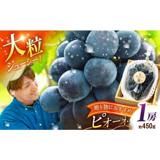 ふるさと納税 果物類 ぶどう 島根県 雲南市 先行予約:2026年8月中旬より発送 贈答用 旬の味わいを農家直送で ピオーネ 1房(約450g)秀品・化粧箱入り ぶど…