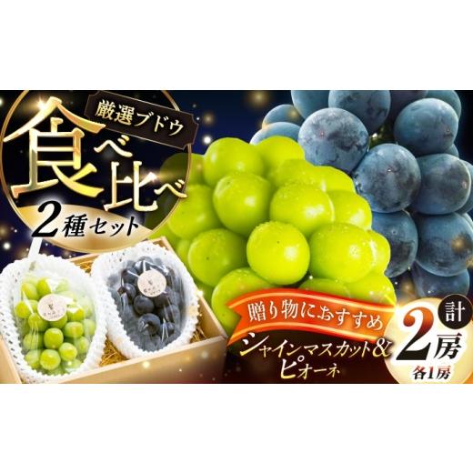 ふるさと納税 ぶどう マスカット 島根県 雲南市 先行予約:2026年8月中旬より発送 贈答用 農家直送の2品種を食べ比べ シャインマスカット 1房 ピオーネ 1房(…