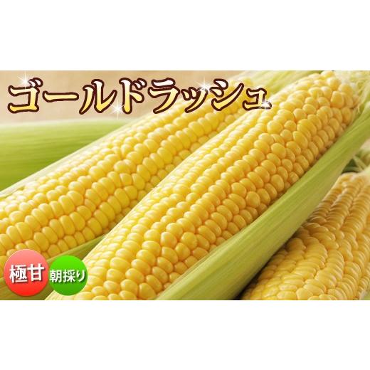 ふるさと納税 とうもろこし 熊本県 熊本市 とうもろこし ゴールドラッシュ 約3.5kg〜約4kg ( 8〜15本 ) M〜特サイズ 2026年6月上旬から7月下旬まで順次発送…