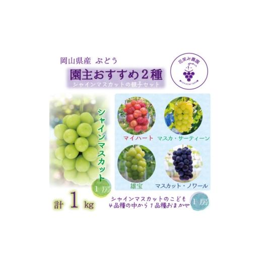 ふるさと納税 ぶどう 岡山県 新庄村 2026年先行受付 岡山 花笑み農園のブドウ『園主おすすめシャイン親子セット』 1718266