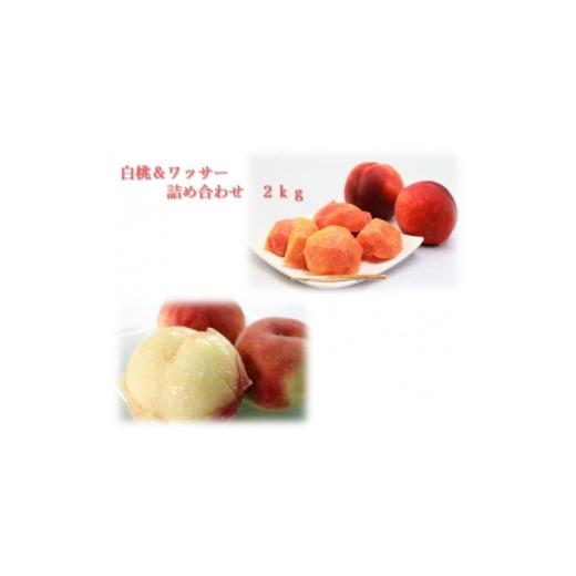 ふるさと納税 もも 長野県 中野市 白桃&amp;ワッサー詰め合わせ 2kg 1632611