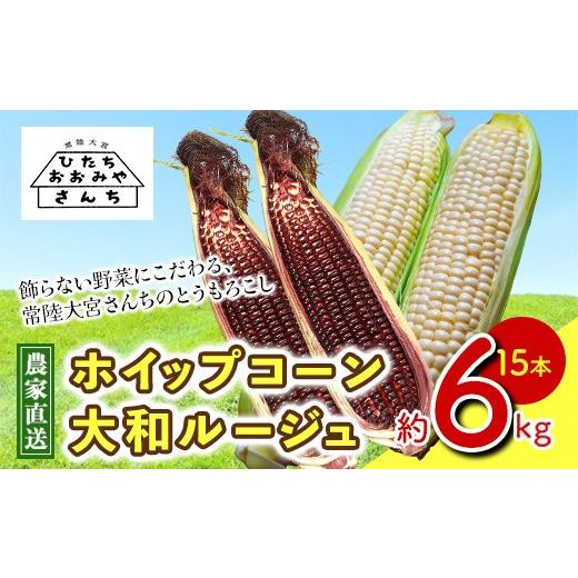 ふるさと納税 とうもろこし 茨城県 常陸大宮市 先行予約受付中 2026年7月上旬以降順次発送予定 とうもろこし スイートコーン 赤白15本 朝採り 旬の味覚 新鮮 …