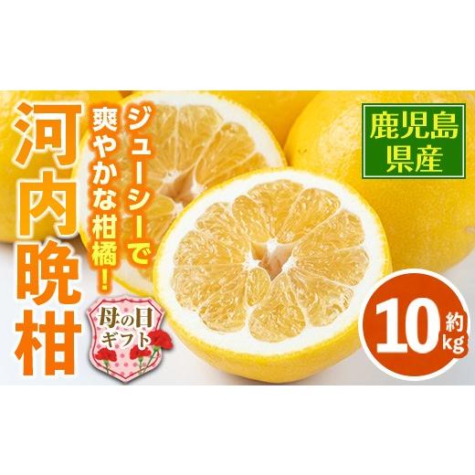 ふるさと納税 果物類 みかん 鹿児島県 出水市 i798-m 母の日ギフト 河内晩柑 (約10kg) 鹿児島 国産 柑橘 果物 果実 フルーツ 蜜柑 みかん 母の日 プレゼント …