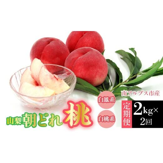ふるさと納税 もも 山梨県 南アルプス市 2026年発送先行予約 南アルプス市産・山梨朝どれ桃2kg×2回配送(白鳳系・白桃系) 定期便 2回(クール便) ALPDD027…