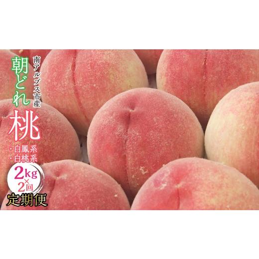ふるさと納税 もも 山梨県 南アルプス市 2026年発送先行予約 南アルプス市産・山梨朝どれ桃2kg×2回配送(白鳳系・白桃系) 定期便 2回(クール便) ALPBV013…