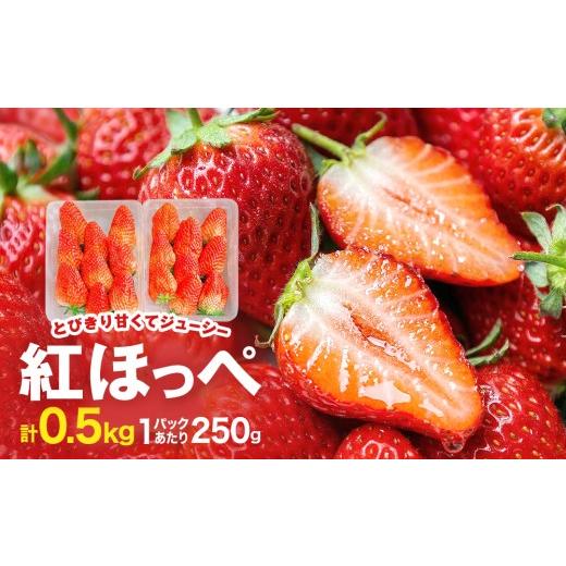 ふるさと納税 いちご 宮城県 石巻市 [数量限定] ジューシー 紅ほっぺ 500g (250g × 2) 苺 いちご イチゴ ストロベリー 果物 フルーツ 甘み 甘い 酸味 宮…