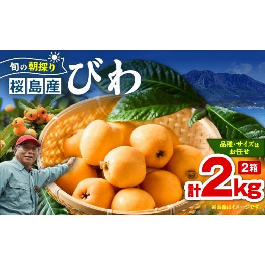 ふるさと納税 果物類 びわ 鹿児島県 鹿児島市 旬の朝採り 鹿児島 桜島産びわ 2箱(秀品) K343-001_02