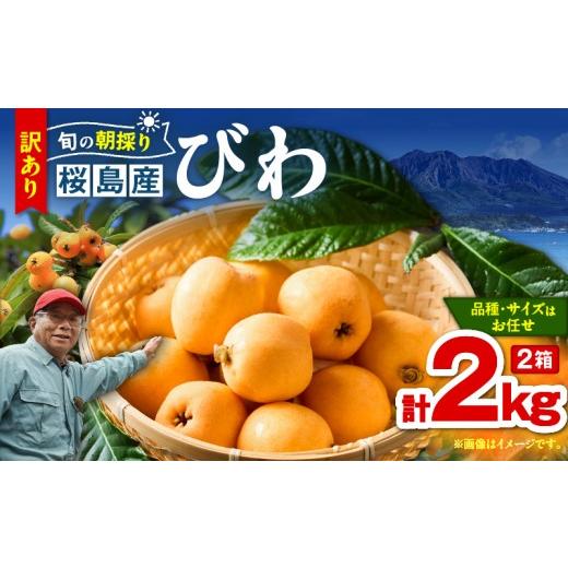 ふるさと納税 果物類 びわ 鹿児島県 鹿児島市 旬の朝採り 鹿児島 桜島産びわ 2箱(訳あり品) K343-002_02