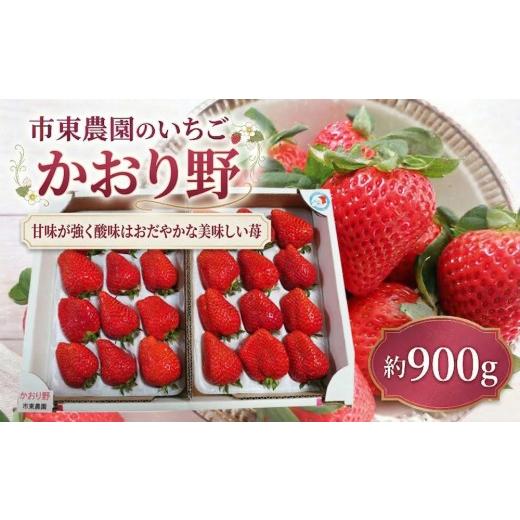 ふるさと納税 いちご 千葉県 東金市 4月収穫 苺 かおり野 約900g いちご イチゴ 完熟 かおりの カオリノ ichigo itigo フルーツ 新鮮 ふるーつ くだもの 果物 …