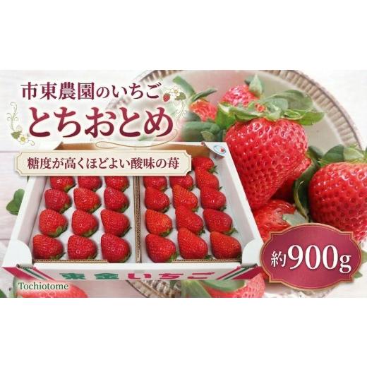 ふるさと納税 いちご 千葉県 東金市 4月収穫 苺 とちおとめ 約900g いちご イチゴ ichigo itigo フルーツ トチオトメ とち乙女 新鮮 ふるーつ くだもの 果物 …