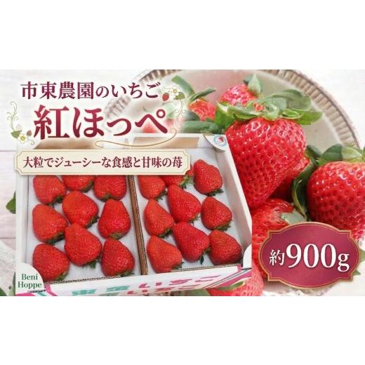 ふるさと納税 いちご 千葉県 東金市 4月収穫 苺 紅ほっぺ 約900g いちご イチゴ べにほっぺ ichigo itigo ベニホッペ フルーツ 新鮮 ふるーつ くだもの 果物 …