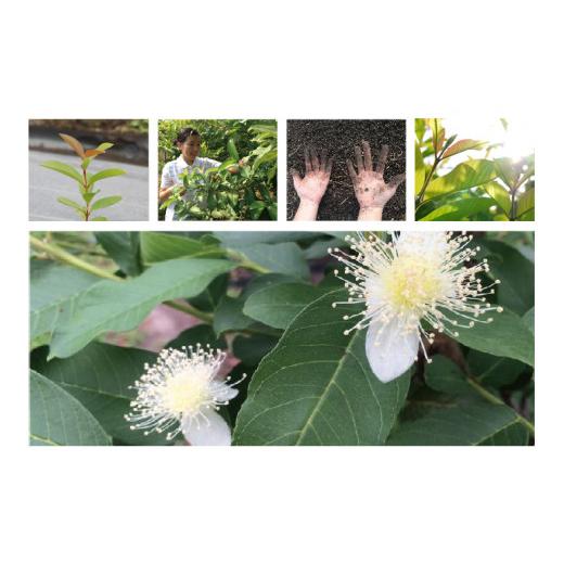 ふるさと納税 アロマ・入浴剤 アロマ用品 高知県 南国市  12回定期便 オーガニック ハンドクリーム 30g×2本 | 定期便 化粧品 クリーム アロマ オーガニック …の画像