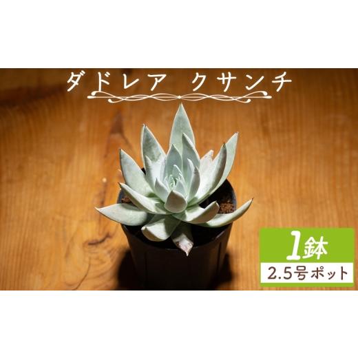 ふるさと納税 花・苗木 高知県 香南市 クサンチ ダドレア - 多肉植物 植物 ベンケイソウ科 分頭タイプ インテリア ナチュラル 自然 グリーン 観葉植物 おしゃ…