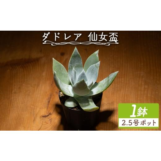ふるさと納税 花・苗木 高知県 香南市 ブリトニー(仙女盃) ダドレア - 肉植物 植物 ベンケイソウ科 単頭タイプ ブリトニー インテリア ナチュラル 自然 グリ…