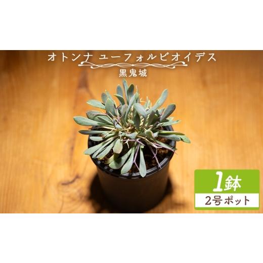 ふるさと納税 花・苗木 高知県 香南市 ユーフォルビオイデス オトンナ - 塊根植物 植物 黒鬼城 オトンナ属 強健種 インテリア ナチュラル 自然 グリーン 観葉…