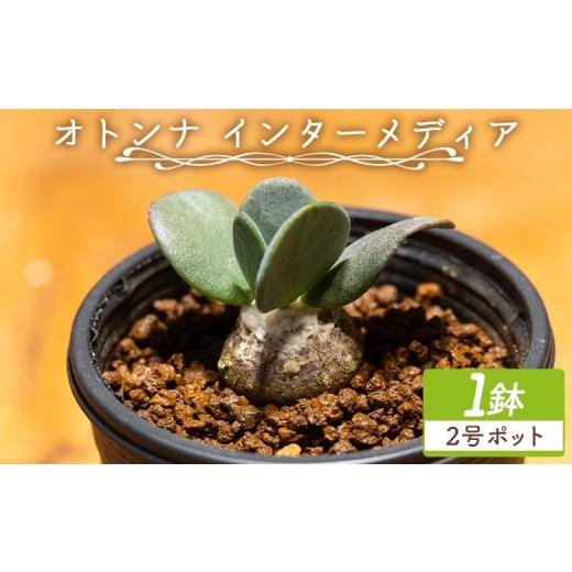 ふるさと納税 花・苗木 高知県 香南市 塊根植物 インターメディア オトンナ 2号ポット 1鉢 塊根植物 植物 小型種 インテリア ナチュラル 自然 グリーン 観葉植…