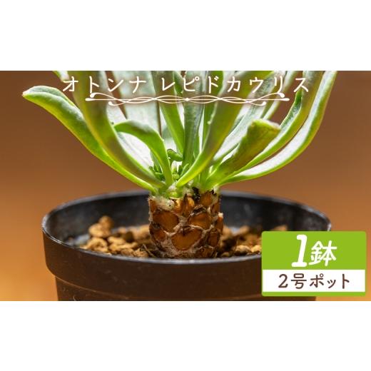 ふるさと納税 花・苗木 高知県 香南市 レピドカウリス オトンナ - 塊根植物 植物 鱗模様 強健種 オトンナ属 育てやすい インテリア ナチュラル 自然 グリーン …