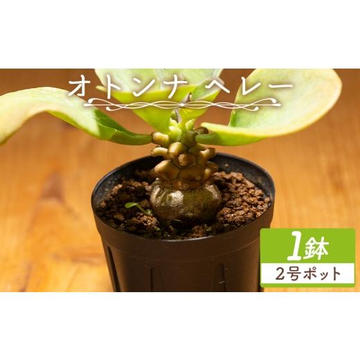 ふるさと納税 花・苗木 高知県 香南市 ヘレー オトンナ - 植物 オトンナ属 塊根 インテリア ナチュラル 自然 グリーン 観葉植物 おしゃれ 癒し かわいい 多肉…