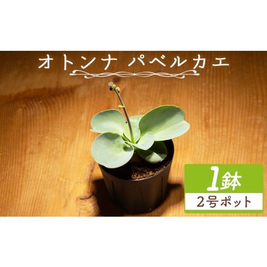ふるさと納税 花・苗木 高知県 香南市 パベルカエ オトンナ - 植物 オトンナ属 レア レア種 インテリア ナチュラル 自然 グリーン 観葉植物 おしゃれ 癒し か…