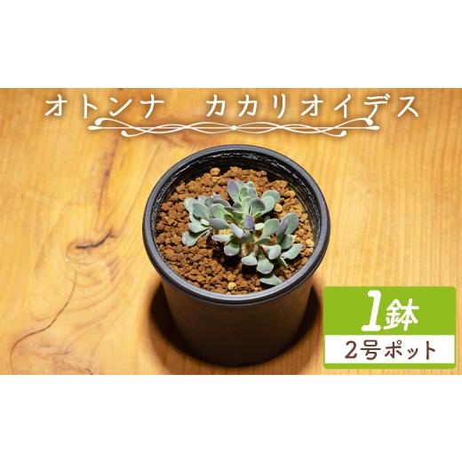 ふるさと納税 花・苗木 高知県 香南市 カカリオイデス オトンナ - 植物 オトンナ属 インテリア ナチュラル 自然 グリーン 観葉植物 おしゃれ 癒し かわいい 多…