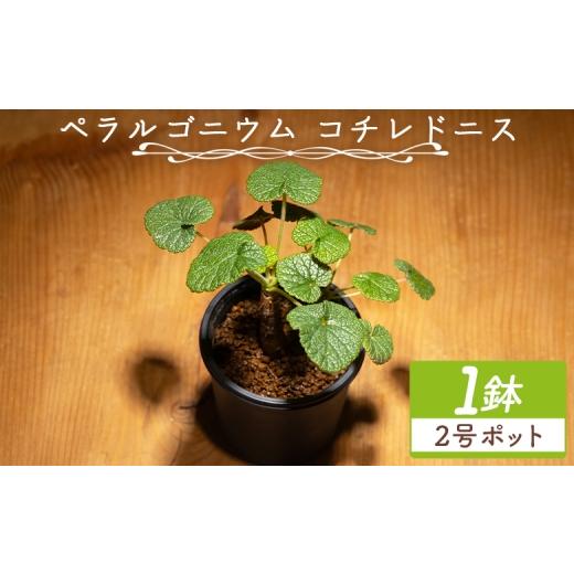 ふるさと納税 花・苗木 高知県 香南市 コチレドニス ペラルゴニウム - 物 常緑種 インテリア ナチュラル 自然 グリーン 観葉植物 おしゃれ 癒し かわいい 多肉…