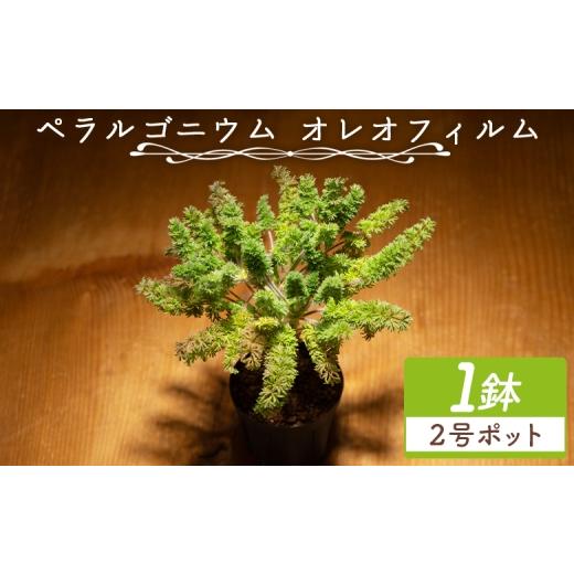 ふるさと納税 花・苗木 高知県 香南市 オレオフィルム ペラルゴニウム - 植物 インテリア ナチュラル 自然 グリーン カラフル 観葉植物 おしゃれ 癒し かわい…