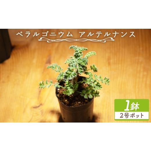 ふるさと納税 花・苗木 高知県 香南市 アルテルナンス ペラルゴニウム - 植物 インテリア ナチュラル 自然 グリーン 観葉植物 おしゃれ 癒し かわいい 多肉植…