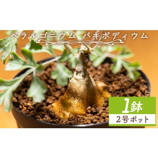 ふるさと納税 花・苗木 高知県 香南市 パキポディウム ペラルゴニウム - 植物 インテリア ナチュラル 自然 グリーン 観葉植物 おしゃれ 癒し かわいい 多肉植…