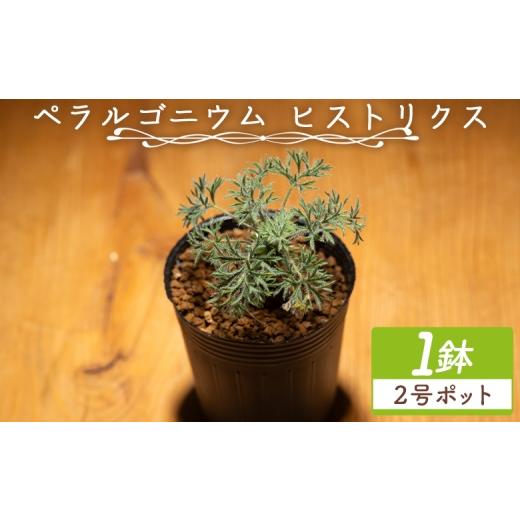 ふるさと納税 花・苗木 高知県 香南市 ヒストリクス ペラルゴニウム - 植物 インテリア ナチュラル 自然 グリーン 観葉植物 おしゃれ 癒し かわいい 多肉植物 …