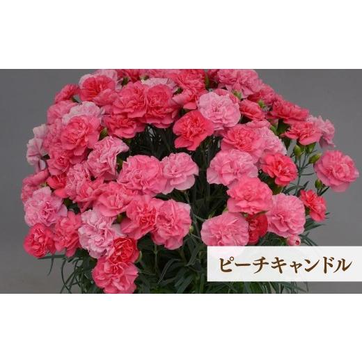 ふるさと納税 雑貨・日用品 花 茨城県 常陸太田市 母の日 カーネーション ピーチキャンドル (ピンク系) 5号鉢 | 感謝 贈り物 母への感謝 アレンジメント 母の…