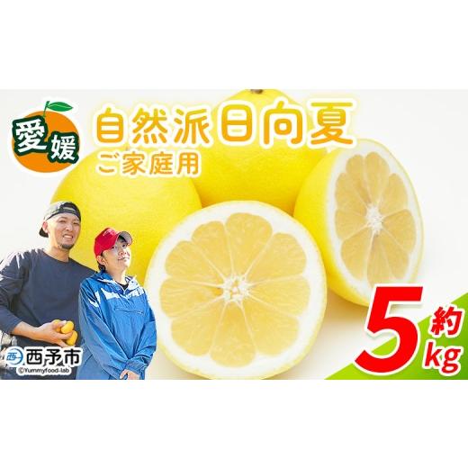 ふるさと納税 みかん・柑橘類 愛媛県 西予市 自然派日向夏 ご家庭用 約5kg 日向夏 みかん 蜜柑 旬 果物 フルーツ 柑橘 明浜 低農薬 ご家庭用 訳あり家庭用 国…