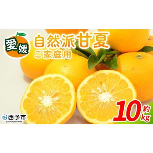 ふるさと納税 みかん・柑橘類 愛媛県 西予市 自然派甘夏 ご家庭用 約10kg 内容量 明浜 甘夏 みかん 蜜柑 旬 果物 フルーツ 柑橘 低農薬 ご家庭用 訳あり 国産…