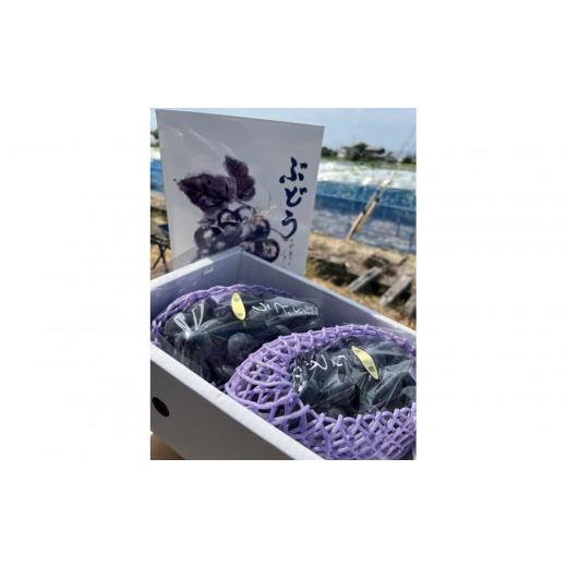 ふるさと納税 果物類 ぶどう 兵庫県 神戸市 先行予約 神戸産大粒ぶどうの大様(藤稔)1.2kg(朝採り直送)完熟収穫