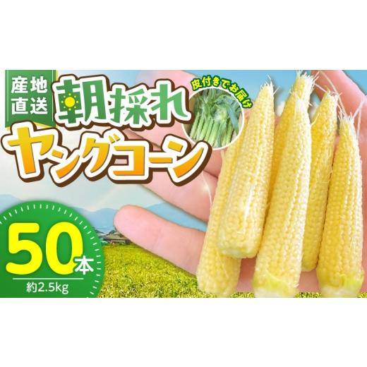 ふるさと納税 とうもろこし 福岡県 久留米市 2026年5月お届け 福岡県産 朝採れヤングコーン 50本 _ 2026年5月お届け 福岡県産 収穫 当日 新鮮 ヤングコーン …