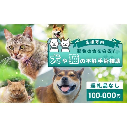 ふるさと納税 感謝状等 大阪府 泉佐野市  返礼品なし 動物の命を守る 犬や猫の不妊手術補助 応援寄附（大阪府泉佐野市）　_1