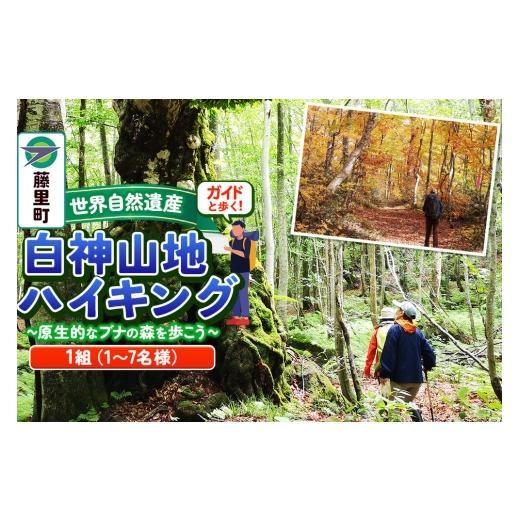 ふるさと納税 体験チケット 秋田県 藤里町 ガイドと歩く世界自然遺産・白神山地ハイキング 〜 原生的なブナの森を歩こう(1組:1〜7名様分) 世界自然遺産 白…