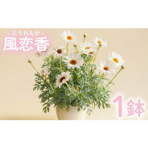 ふるさと納税 雑貨・日用品 花 静岡県 三島市 風恋香 1鉢 マーガレット お花 プレゼント 贈答用 お祝い ギフト 箱根洋ラン園 静岡県 三島市