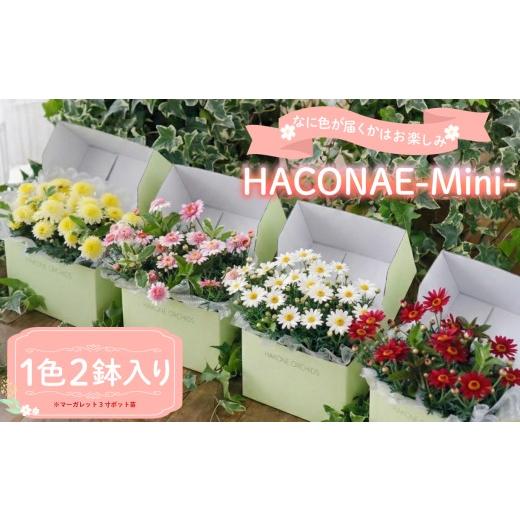 ふるさと納税 雑貨・日用品 花 静岡県 三島市 HACONAE Mini マーガレット お花 プレゼント 贈答用 お祝い ギフト 箱根洋ラン園 静岡県 三島市