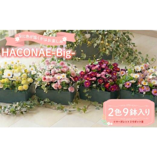 ふるさと納税 雑貨・日用品 花 静岡県 三島市 HACONAE Big マーガレット お花 プレゼント 贈答用 お祝い ギフト 箱根洋ラン園 静岡県 三島市