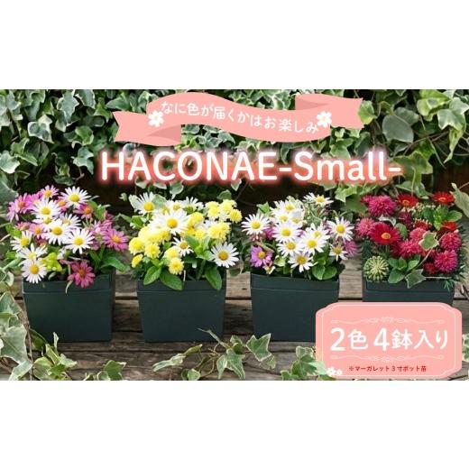 ふるさと納税 雑貨・日用品 花 静岡県 三島市 HACONAE Smallサイズ マーガレット お花 プレゼント 贈答用 お祝い ギフト 箱根洋ラン園 静岡県 三島市