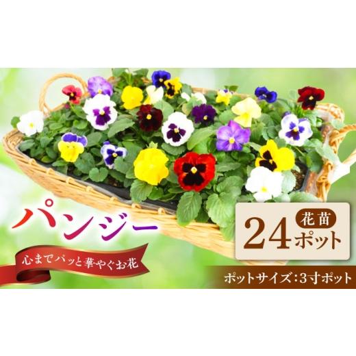 ふるさと納税 雑貨・日用品 花 岐阜県 瑞浪市 10月末より順次発送 生産者直送 パンジー 花苗 24ポットセット / 瑞浪市 中山園芸 苗 花 お花 生花 フラワー …