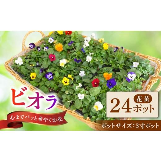 ふるさと納税 雑貨・日用品 花 岐阜県 瑞浪市 10月末より順次発送 生産者直送 ビオラ 花苗 24ポットセット / 瑞浪市 中山園芸 苗 花 お花 生花 フラワー ガ…