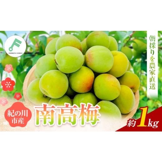 ふるさと納税 果物類 和歌山県 紀の川市 梅 紀州南高梅 1kg FARMER'S FARMER[6月上旬-7月中旬頃出荷]和歌山県 紀の川市 うめ 南高梅 青梅 紀の川市産 1…